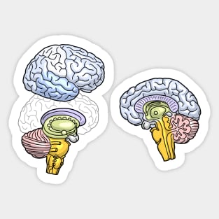 Human Brain Hemisphere Anatomy Illustration Sticker